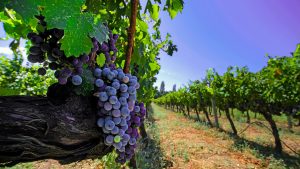 Üzüm, Bağ, Bağcılık