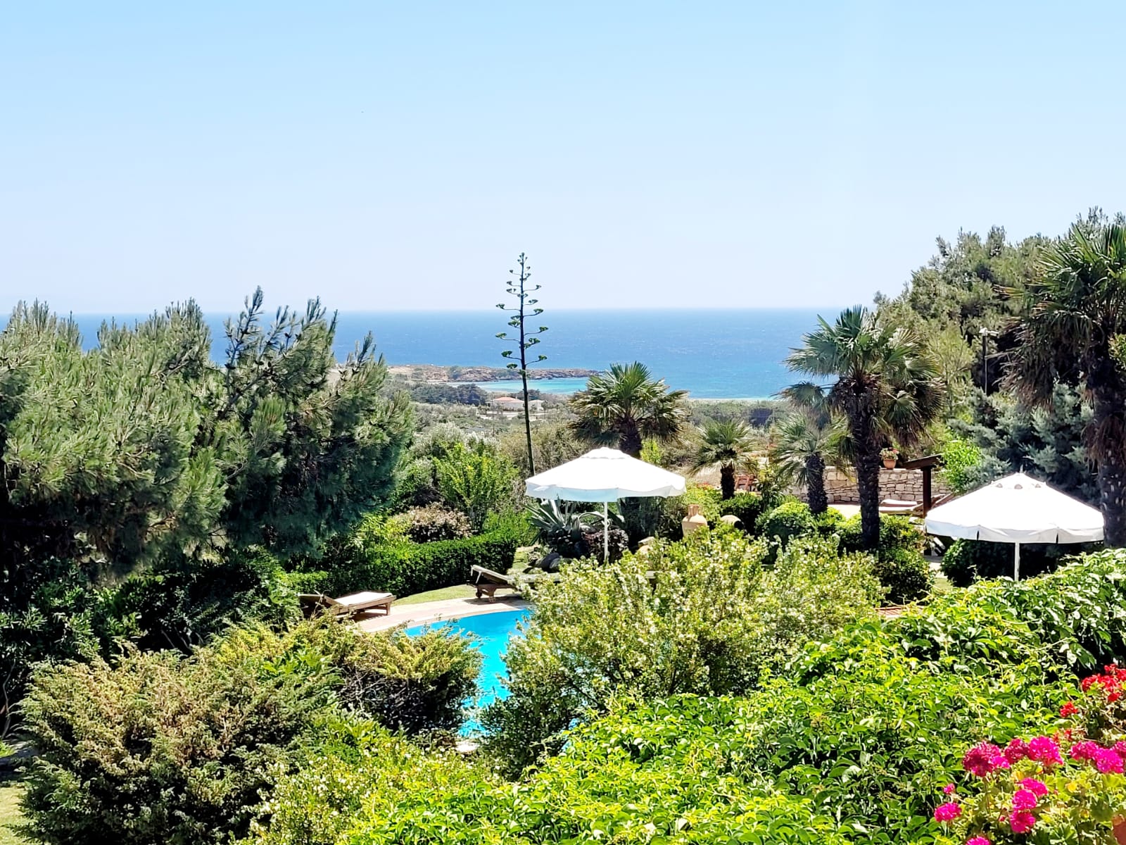 Agave Sabırla Büyüyen Bitki