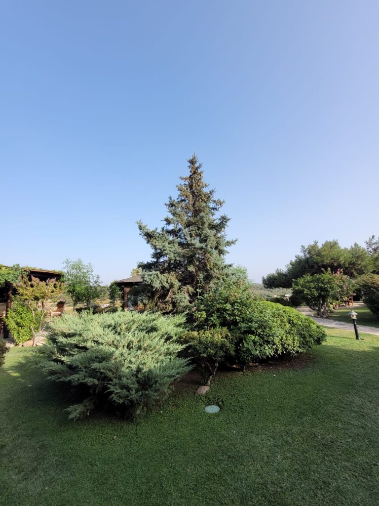 Sıra Dışı Bir Yeşil: Mavi Ladin