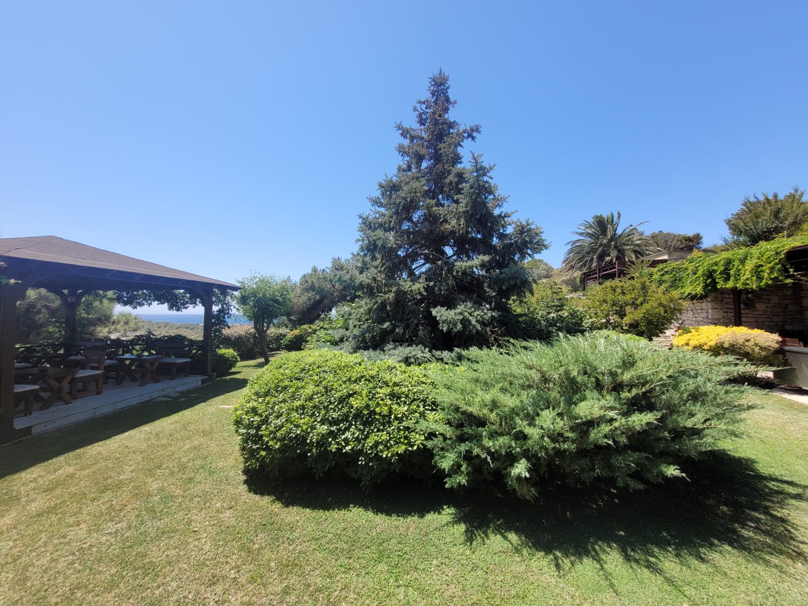 Sıra Dışı Bir Yeşil: Mavi Ladin